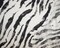 White-Black-Gray Cotton Ink Zebra Printed Lawn Woven Fabric By the Yard